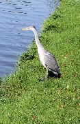 Heron, Grand Union Canal 2015