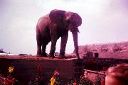 Elephant, Chester Zoo, 1962