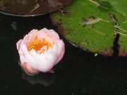 Water Lilly