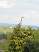 heron in the garden