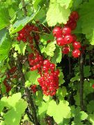 Redcurrants, 2011