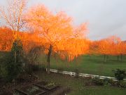 Willow at sunrise