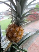 Ripening Pineapple