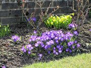 crocus and daffodils, 2013