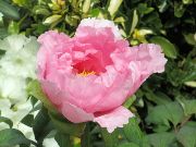 Tree Peony