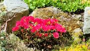 Rockery rhododendron, 2015