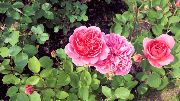 Boscabel Roses, 2016