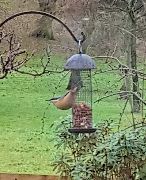 Nuthatch, 2018