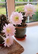 Cactus Flowers