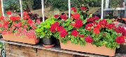 Geraniums on the Shed