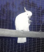 Golden Cockatoo, Tasmania, 1982