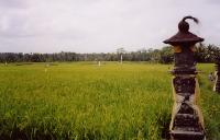 Kelike Rice Paddies