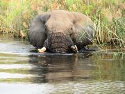 Irritated elephant, Botswana