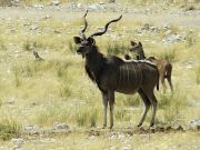 Kudu, Etosha, Namibia