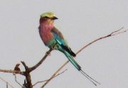 Lilac Breasted Roller