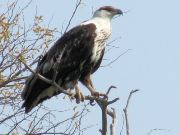 African Fish Eagle, Okavango