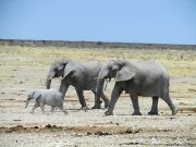 Etosha elephants