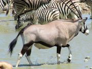 Etosha National Park, Namibia