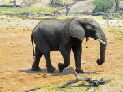 Chobe National Park, Botswana