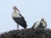 Stork