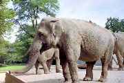 Karlsruhe Zoo, 1992