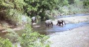 Elephant in the Kruger National Park, 1998