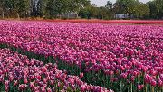 Tulip Fields, 2019