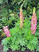 Lupins, 2019