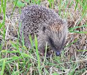 Hedgehog Visit, July 2019