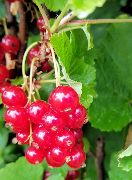 Redcurrants, 2019