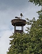 Altdrossenfeld Storks