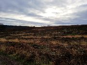 Cannock Chase