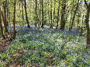 Keele woods bluebells