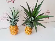 Pineapples, 2020