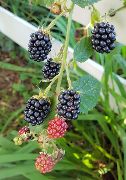 Blackberries, 2020