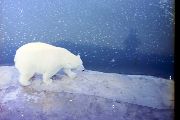 Polar Bear, Chester Zoo, 1972